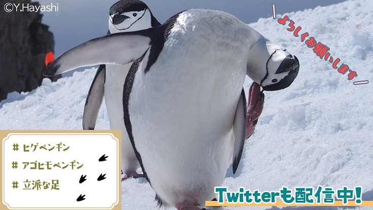 極地の謎を解明し、よりよい地球の未来を守る“隊員”になりませんか? 6枚目