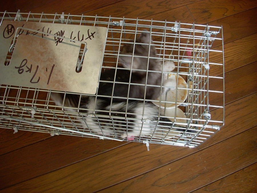 １粒で２度　美味しい