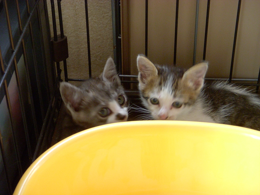 ２匹の仔猫　保護中