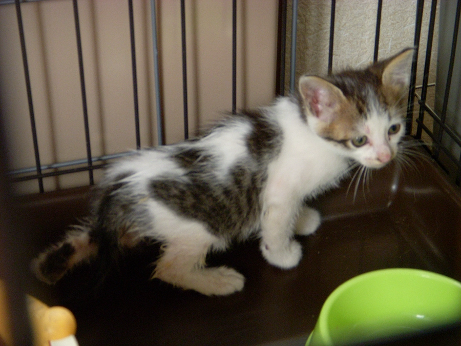 １粒で２度美味しいはアーモンドグリコ、１粒３００ｍはグリコキャラメル