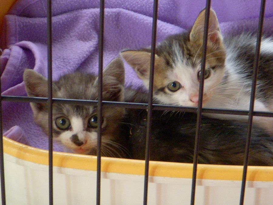 どなたかＡｍａｚｏｎで何か送ってくれてるようです