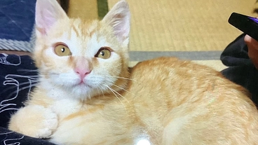 漏斗胸の保護子猫手術費、治療費のご支援 のトップ画像