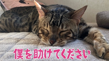 【脳の1/2が腫瘍】に侵された愛猫チャイを助けて下さい‼︎ のトップ画像