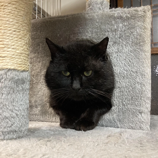 ネロちゃんのその後