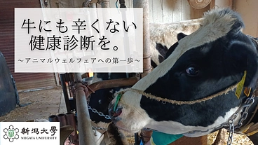 胃の検診による牛の負担を減らしたい！新ルーメン検診法実現へ！！ のトップ画像