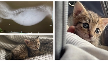 重度の漏斗胸に苦しむ子猫を助けたい！ のトップ画像