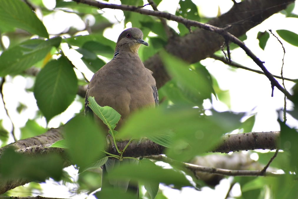 【リリース情報】キジバト野生復帰