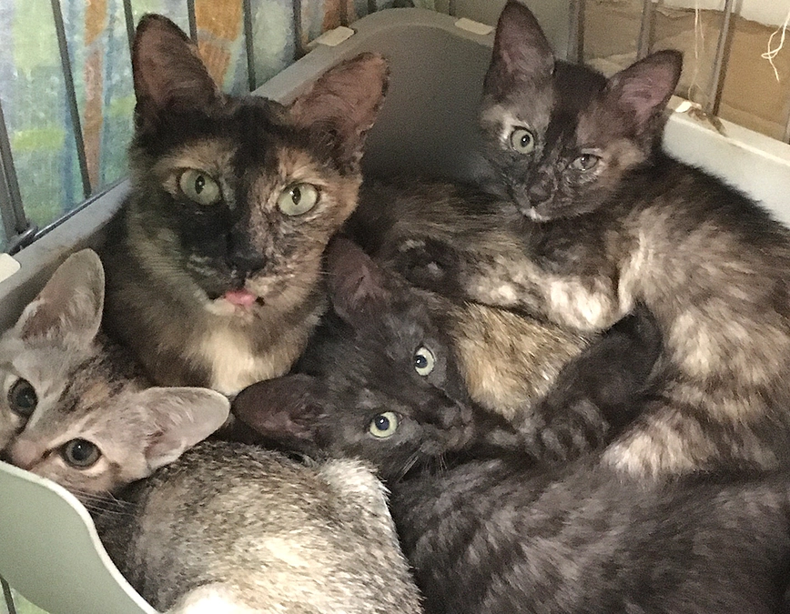 新たな猫の家族がやって来ました