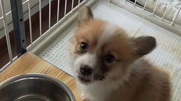 輪状咽頭アカラシアで食事に苦しむメイちゃんを助けてください のトップ画像