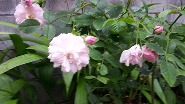 緑を増やし、たくさんの人に働き口を提供したい のトップ画像