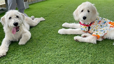 犬が散歩途中にくつろげる場所を作りたい のトップ画像