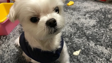 僧帽弁閉鎖不全症の愛犬パフ太を救いたいです。 のトップ画像