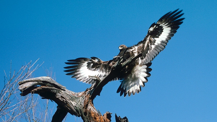 イヌワシの生息地が失われないように。ライブ配信で届けたい!
