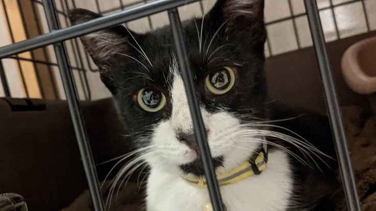 肝臓がんになってしまった、たぁぼうを助けてください。