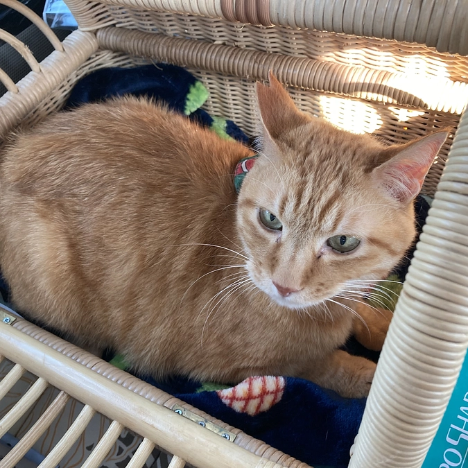 本日も3ニャンズ病院へ