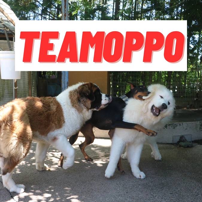 動画でみるおっぽの会〜TEAM OPPO編〜