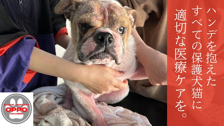 【緊急支援】おっぽの会の悲願「病院近くのシェルター移転」の実現へ！