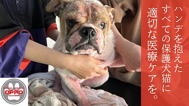 【緊急支援】おっぽの会の悲願「病院近くのシェルター移転」の実現へ！ のトップ画像