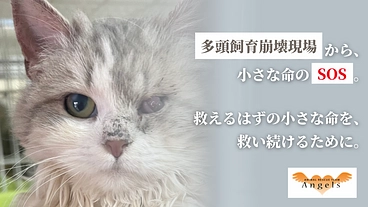 多頭飼育崩壊現場からのSOS｜保護猫シェルターの増設工事にご支援を のトップ画像