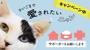 保護猫カフェ閉店で残った猫61匹の育成にご協力を！サポーター募集 のトップ画像