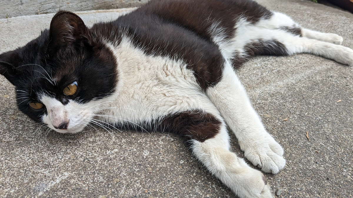 相変わらずのんきです。