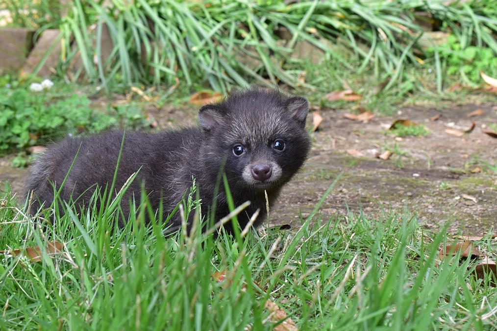 タヌキの幼獣6頭保護　本当にその子の為になる事とは