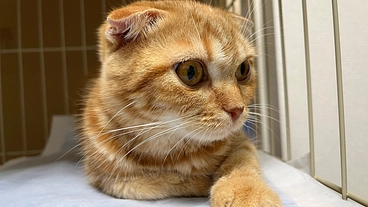 FIP治療　ふう(生後8ヶ月の男の子)を救いたい のトップ画像