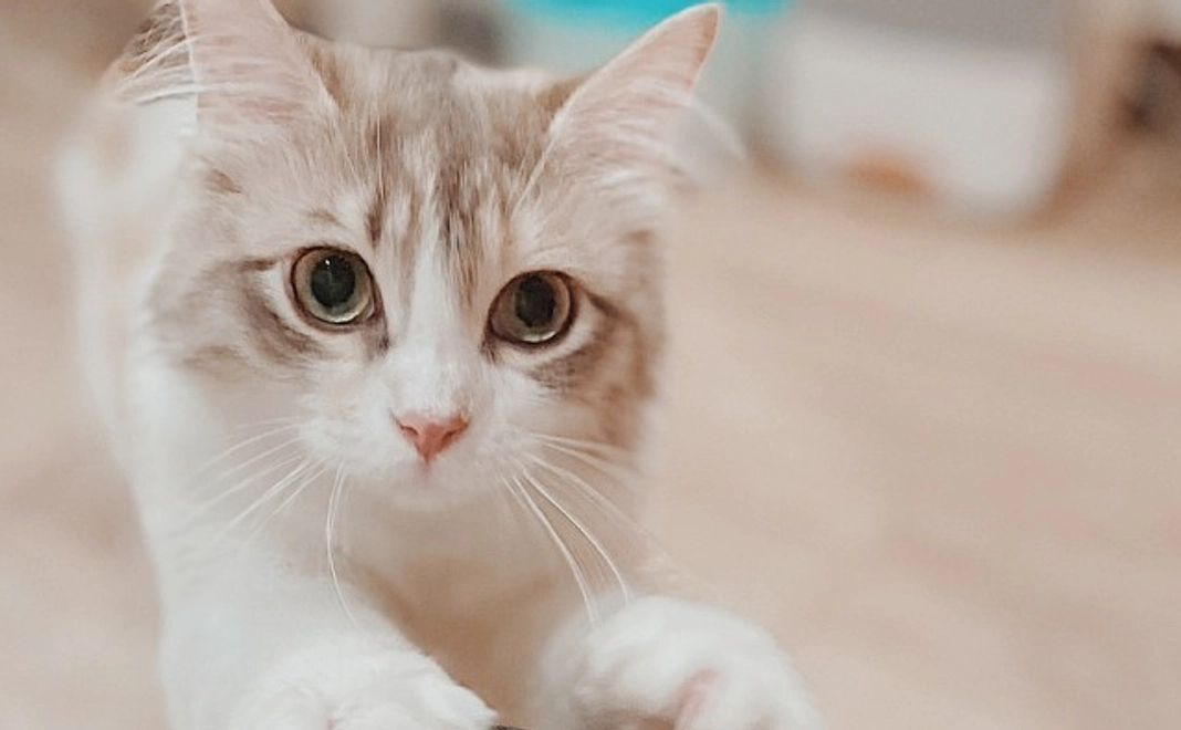 純粋応援|3千円コース