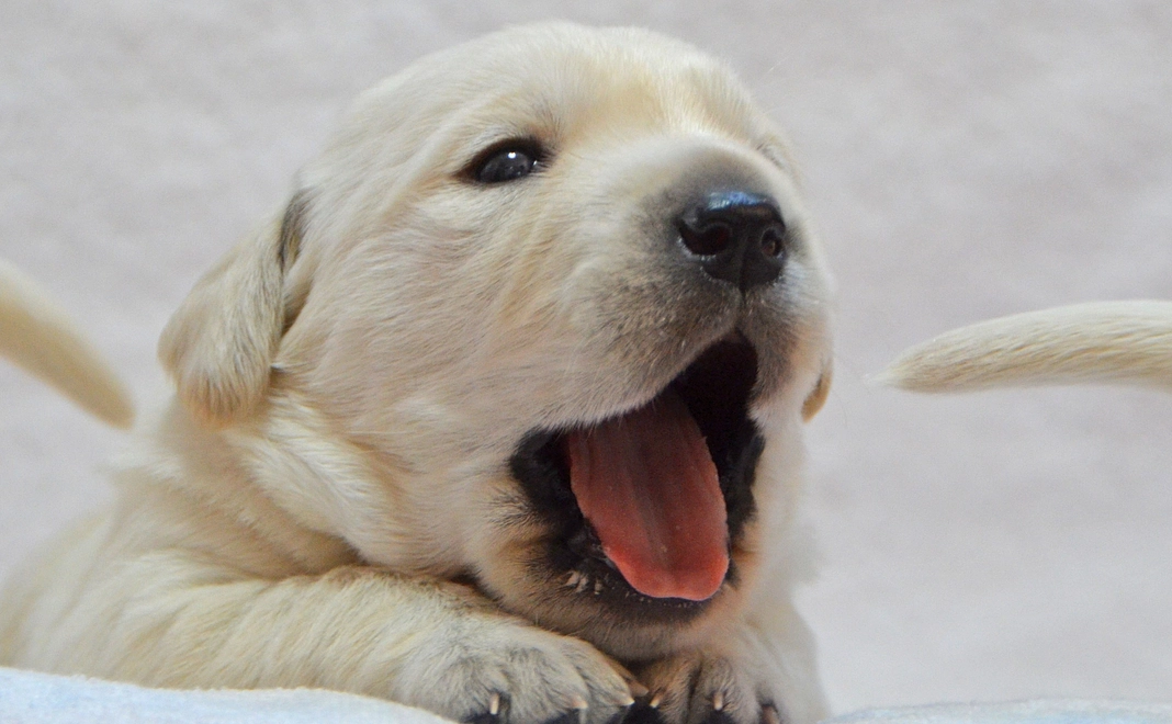 毎月500円コース わん!コインから始められる!