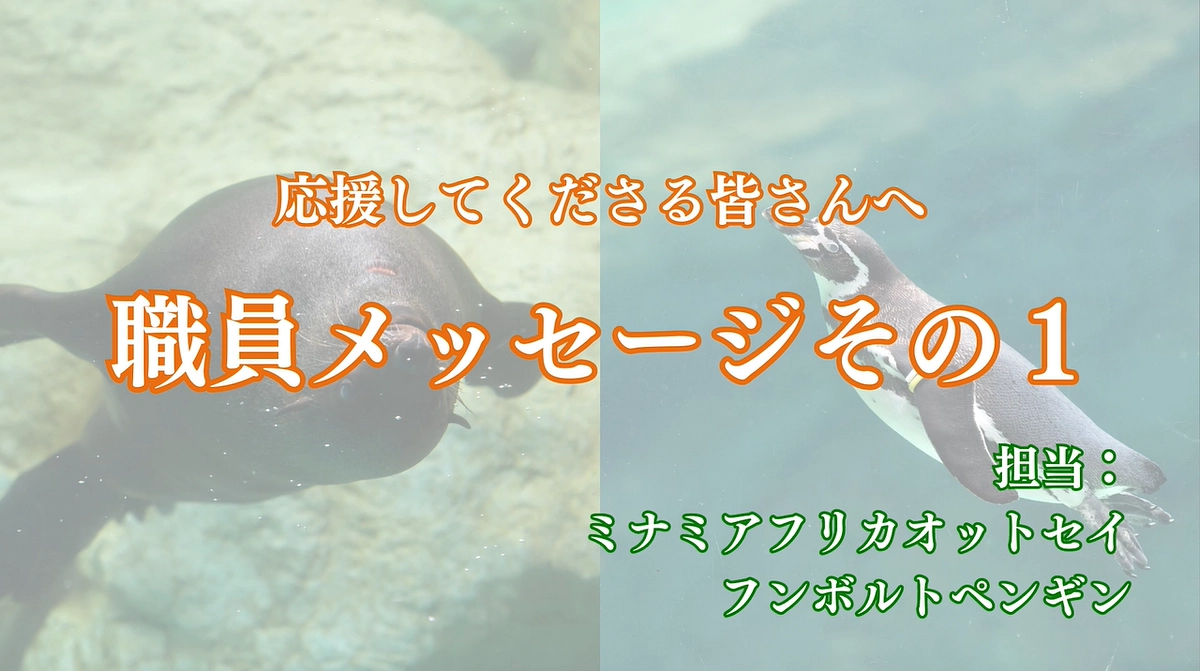 職員からみなさまへ　～ミナミアフリカオットセイ担当からのメッセージ～