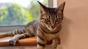 4匹の白血病陽性の保護子猫の１匹がリンパ腫に。治療費の寄付を！ のトップ画像