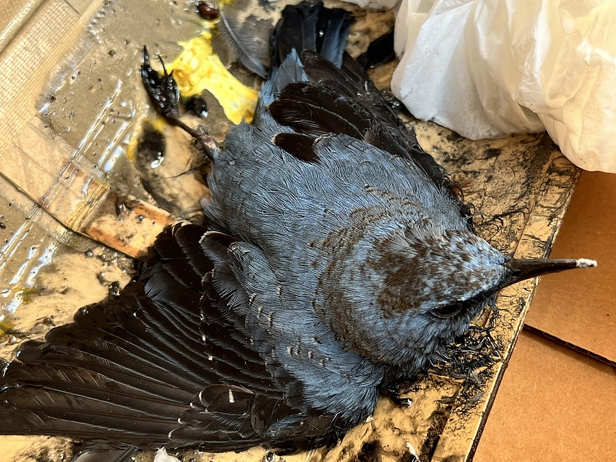 ネズミ捕りシートで野鳥が命を落とす　海外では『非人道的である』と禁止されているところも