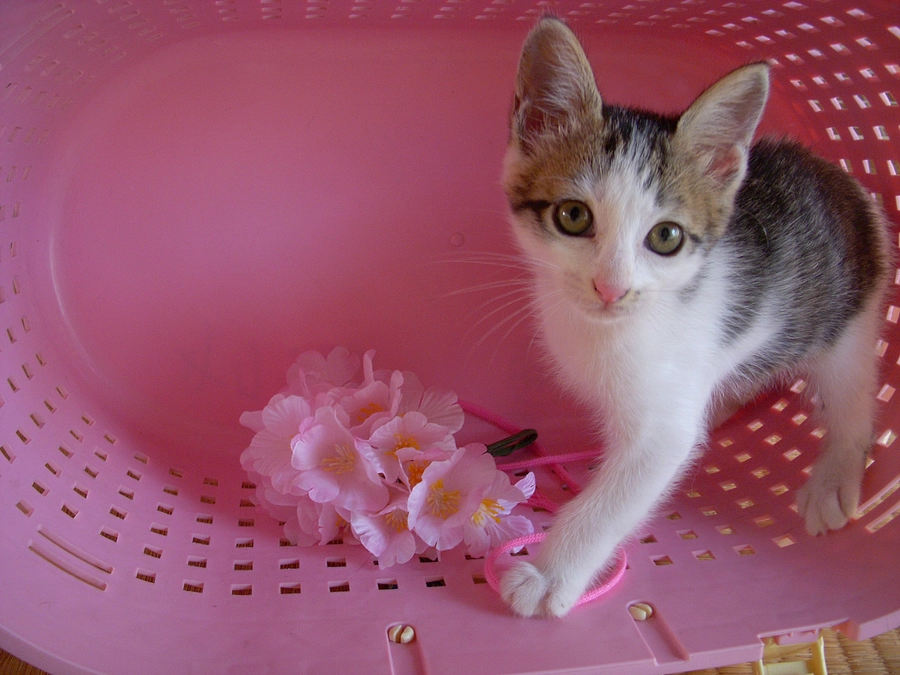 引き続き　里親さん募集中です