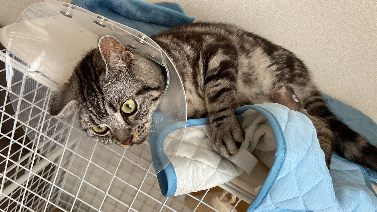 2023.6.19🔥 #闘病生活 62日目🔥