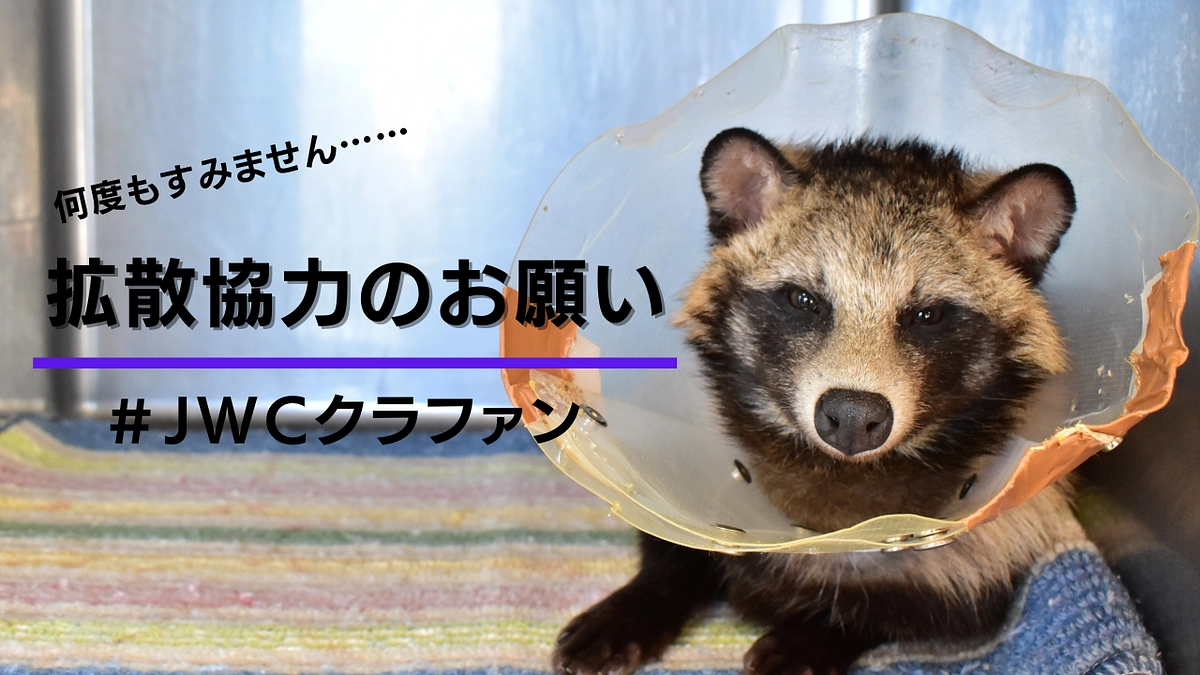 【拡散協力のお願い：#JWCクラファン】治療を頑張る野生動物たちの為に、お力添えをお願いします 