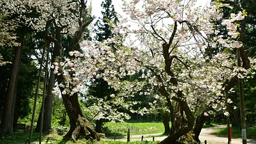 千年続く大鹿桜を次の世代に残したい！そのための第一歩にご支援を のトップ画像