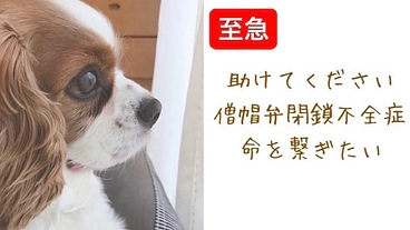 手術出来なければ余命わずか…僧帽弁閉鎖不全症手術で助けたい命 のトップ画像