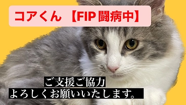【FIP闘病中】コアを助けるためにご支援お願いいたします のトップ画像