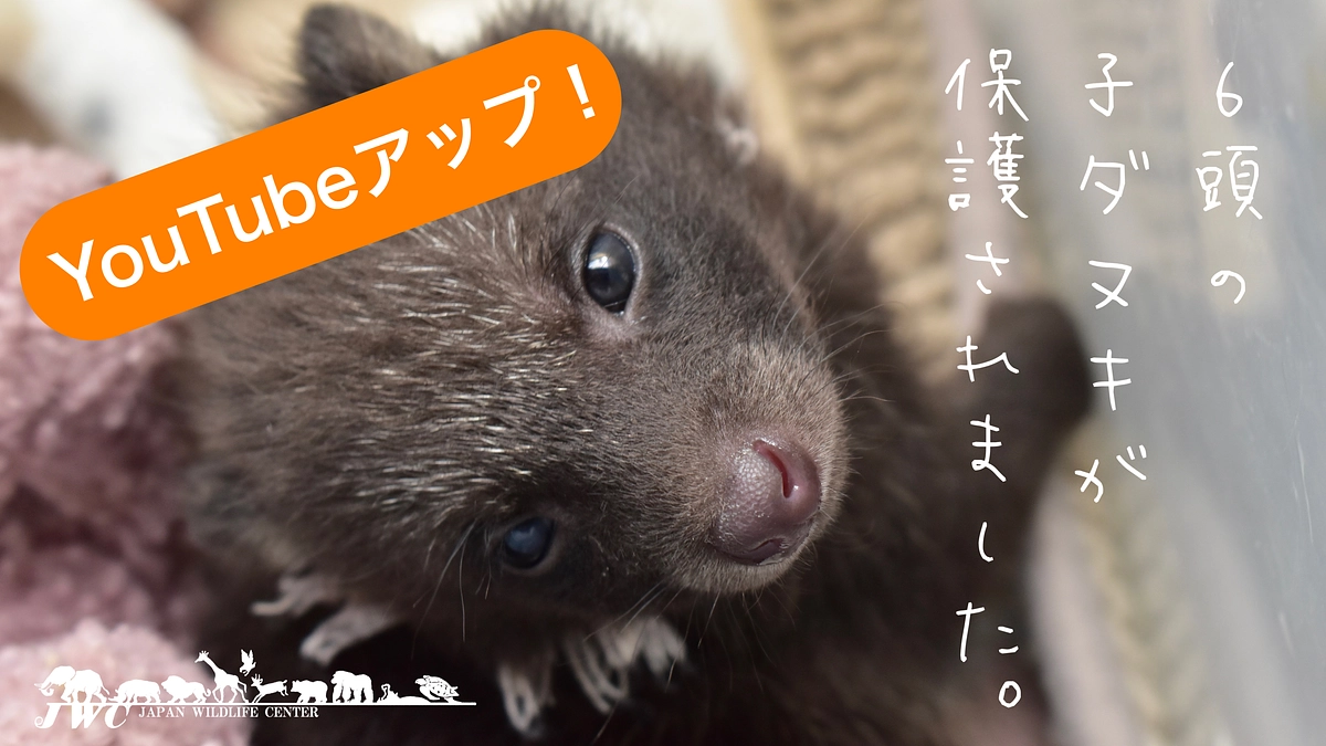YouTube動画アップ！ 6頭の子ダヌキたちの成長記録