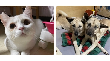 大学生の動物保護ボランティアの活動を支援してください のトップ画像