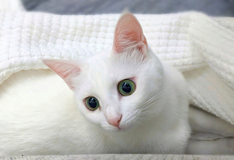 カラスが赤ちゃん猫を加えて置いていきました