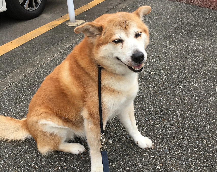 抗癌治療中の太陽くんに副作用がでました