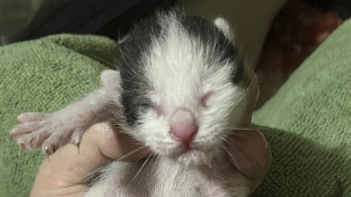 新たに保護した子猫たち