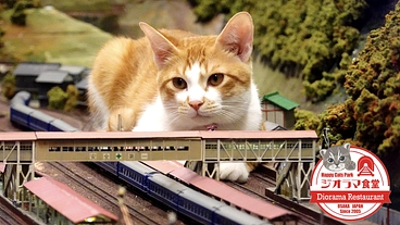 ジオラマ食堂｜シェルターを増設し、保護猫たちにより健やかな猫生を！ のトップ画像