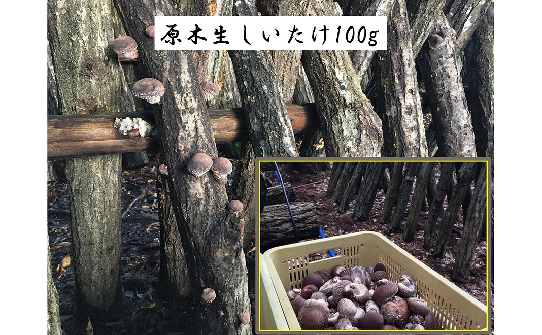 原木生しいたけ100g