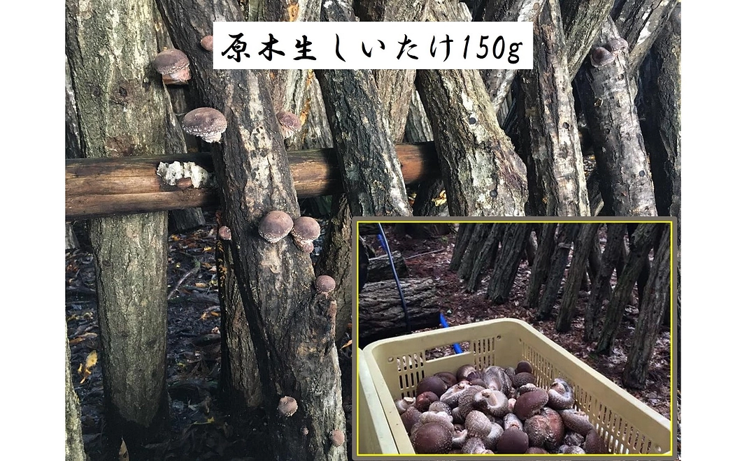 原木生しいたけ150g