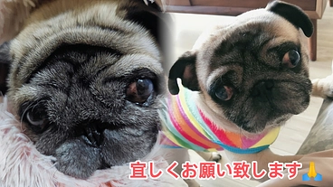 愛犬パブちゃん手術&治療費の支援をお願い致します🙏 のトップ画像