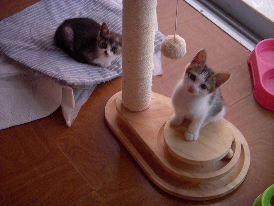 ゲージから２階の１畳半のスペースに移動しました