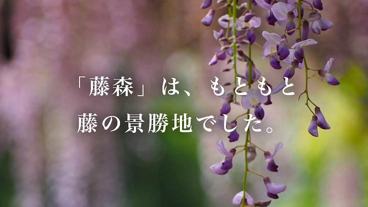京都伏見・藤森神社~京都の古社で藤爛漫の地復活を~ 3枚目