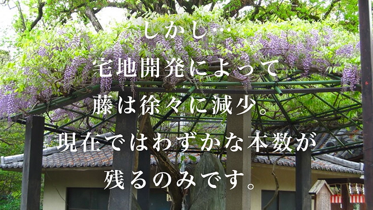 京都伏見・藤森神社~京都の古社で藤爛漫の地復活を~ 4枚目